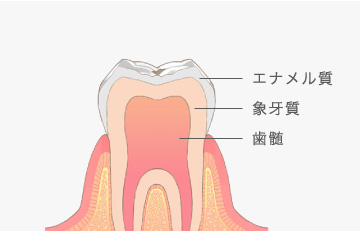 エナメル質、象牙質、歯髄